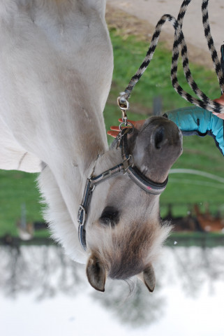 horse Sarina (Fjord Horse, 2018, from Ilmar)