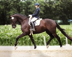 dressage horse Burberry 19 (Hanoverian, 2013, from Bon Bravour)