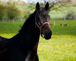 broodmare Denira (Hanoverian, 2001, from De Niro)