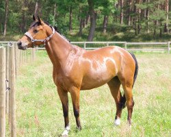 Springpferd Collonel (Deutsches Sportpferd, 2009, von Chacco-Blue)