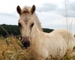 horse Ikarus (Fjord Horse, 2019, from Ilmar)