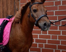 Zuchtstute Pirinja v.Kuhl (Dt.Part-bred Shetland Pony, 2004, von Picolino H)