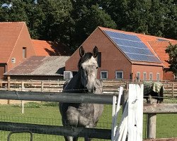 jumper Janis-Joplin (KWPN (Royal Dutch Sporthorse), 2014, from Cartano)