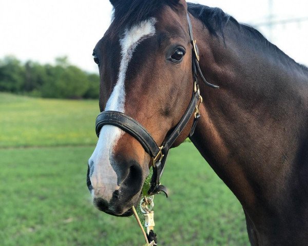 dressage horse Raveheart 2 (Hanoverian, 2006, from Rascalino)