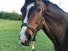 dressage horse Raveheart 2 (Hanoverian, 2006, from Rascalino)