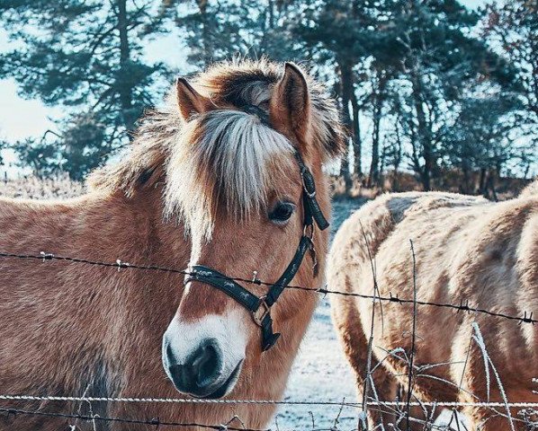 broodmare Skyla (Fjord Horse, 2016, from Bram)