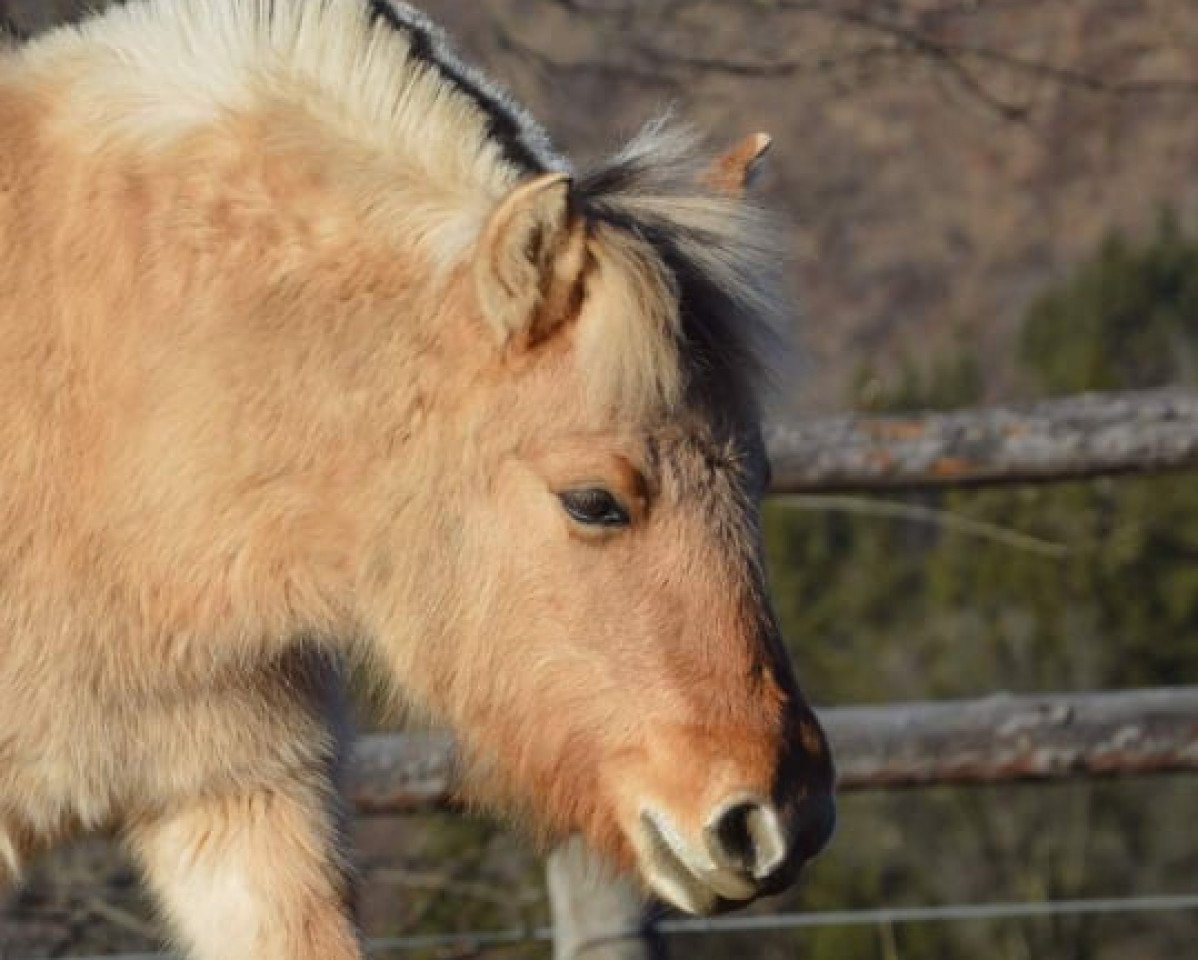 horse Dilja (Fjord Horse, 2019, from Ilribo)