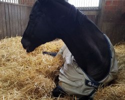 Pferd Laurenzo (Trakehner, 2001, von Heuriger)