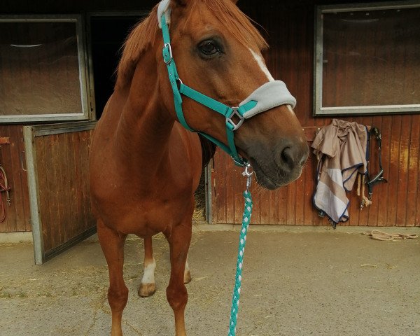 dressage horse Torient (KWPN (Royal Dutch Sporthorse), 2000, from Mooiman)