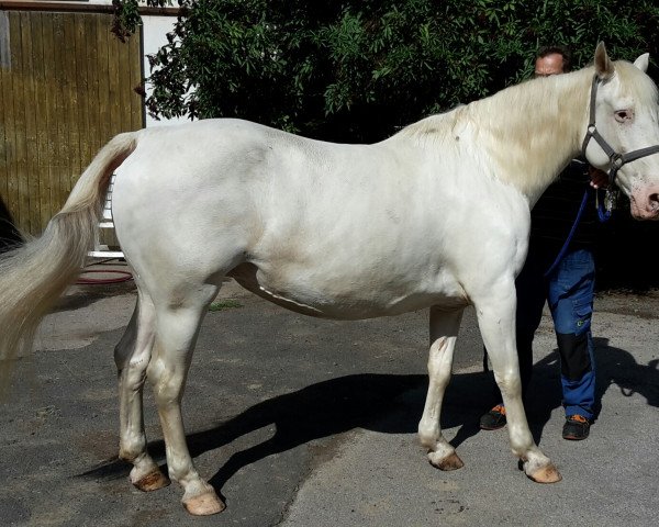 broodmare Daylight von Rotberg (Knabstrupper, 2011, from Bordon)