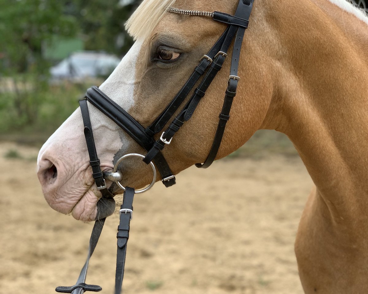 Zuchtstute Donna Aurelia (Deutsches Reitpony, 2003, von Deinhard B)