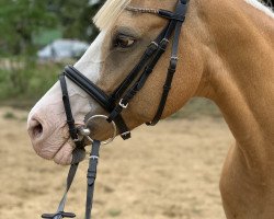 Zuchtstute Donna Aurelia (Deutsches Reitpony, 2003, von Deinhard B)