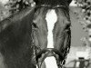 horse Lasina 2 (Bavarian, 1996, from Champ of Class)