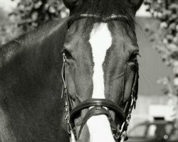 Springpferd Lasina 2 (Bayer, 1996, von Champ of Class)