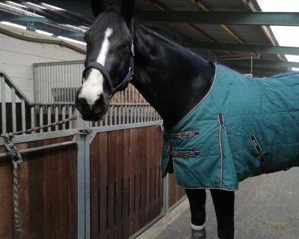 dressage horse Bonham Woods (Hanoverian, 2013, from Bretton Woods)