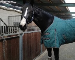 dressage horse Bonham Woods (Hanoverian, 2013, from Bretton Woods)