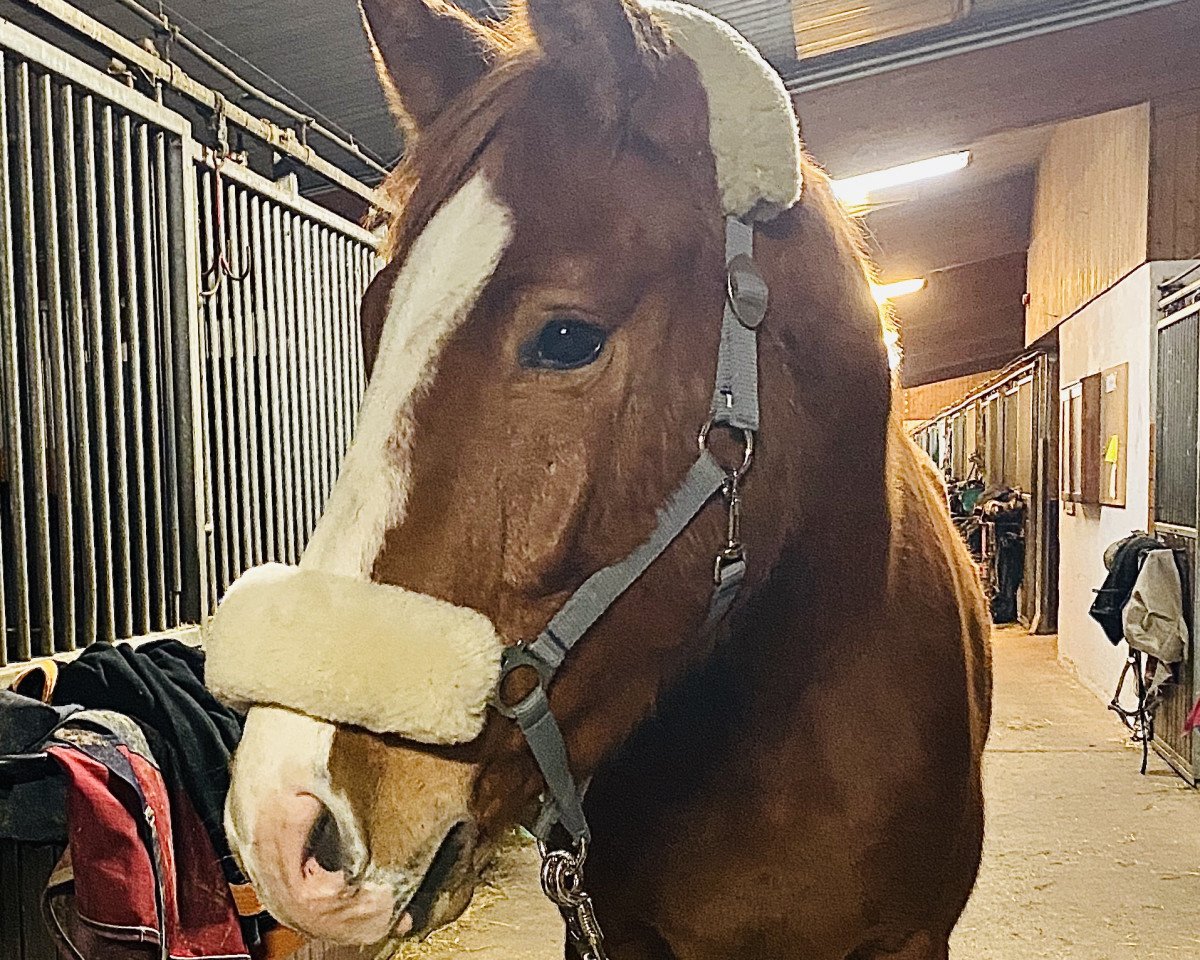 jumper Prinz Charming (German Sport Horse, 2016, from CHANCENREICH)