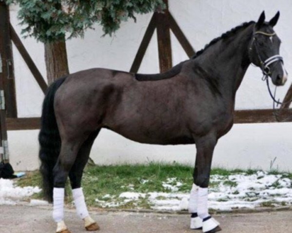dressage horse Loxy (Hanoverian, 2009, from Locksley II)