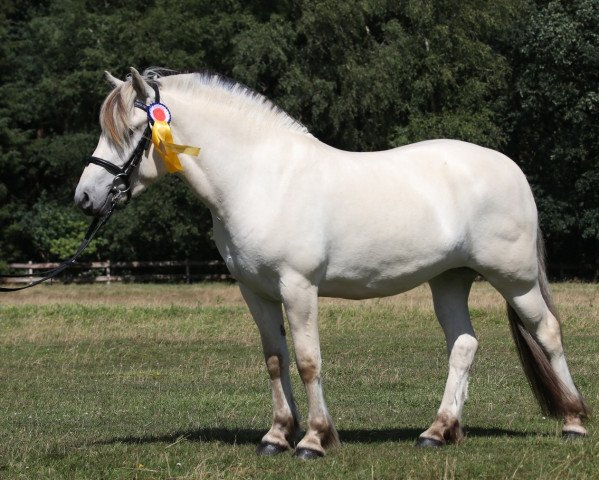 Pferd Klosterhof's Gänseblümchen (Fjordpferd, 2015, von Resen N.2673)