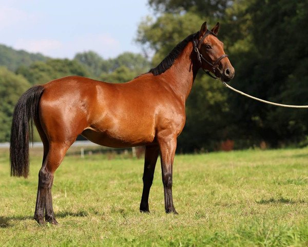 broodmare Sweet Chocolate (German Sport Horse, 2015, from Sandro's Son)