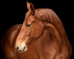 horse La Surprise 7 (German Warmblood, 2015)