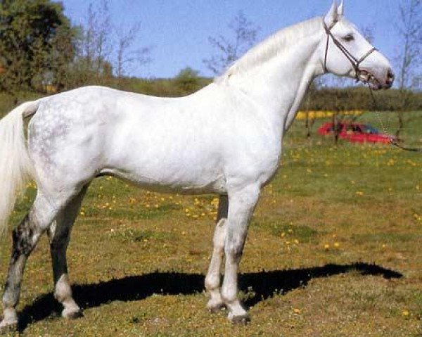 Pferd Cantus (Holsteiner, 1981, von Caletto I)