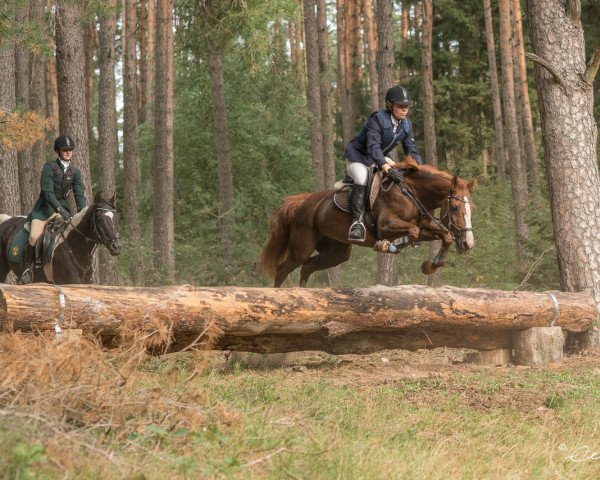 Zuchtstute April Moon (Deutsches Reitpony, 1999)