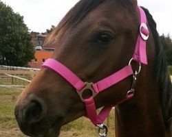 dressage horse Dana (German Riding Pony, 2018, from Dance Star AT)