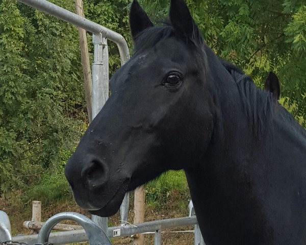 horse Lucky de la Planchetta (Swiss Warmblood, 1993, from Lucky A)