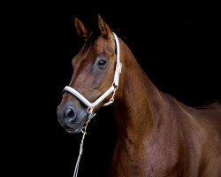 broodmare Frieda 158 (Hanoverian, 2005, from Fishermans Friend)