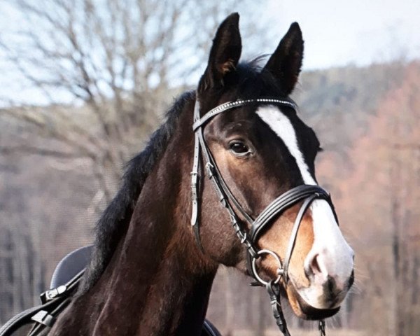 dressage horse Meganas (Trakehner, 2014, from Ice Age)