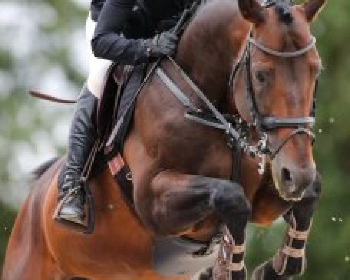 jumper Dantus H (German Sport Horse, 2011, from DSP Danthes H)