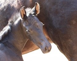 broodmare Rosie (Hanoverian, 1999, from Rohdiamant)