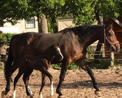 broodmare Ally Mc Beal 22 (Holsteiner, 2002, from Acobat II)