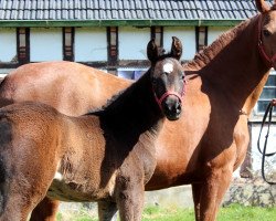 broodmare Jasmin (Hanoverian, 2006, from Jazz Time)