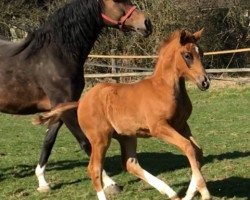 broodmare Rubina Costa (Oldenburg, 2005, from Rubin Cortes OLD)