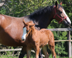 broodmare Ballade (Hanoverian, 2013, from Balou du Rouet)