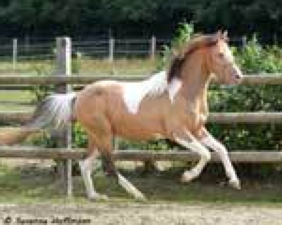 Deckhengst Champ (Deutsches Reitpony, 2008, von Khremafino GF)