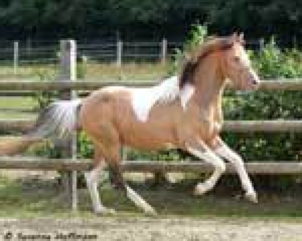 stallion Champ (German Riding Pony, 2008, from Khremafino GF)