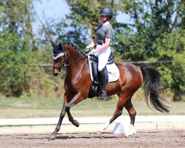dressage horse Take your Chance (German Riding Pony, 2008, from Dein Sunnyboy)