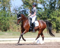 dressage horse Take your Chance (Deutsches Reitpony, 2008, from Dein Sunnyboy)