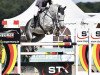 Springpferd Karsai v.d. Burcht (Belgisches Warmblut, 2010, von Gold Fever van T Heike)