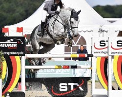 Springpferd Karsai v.d. Burcht (Belgisches Warmblut, 2010, von Gold Fever van T Heike)