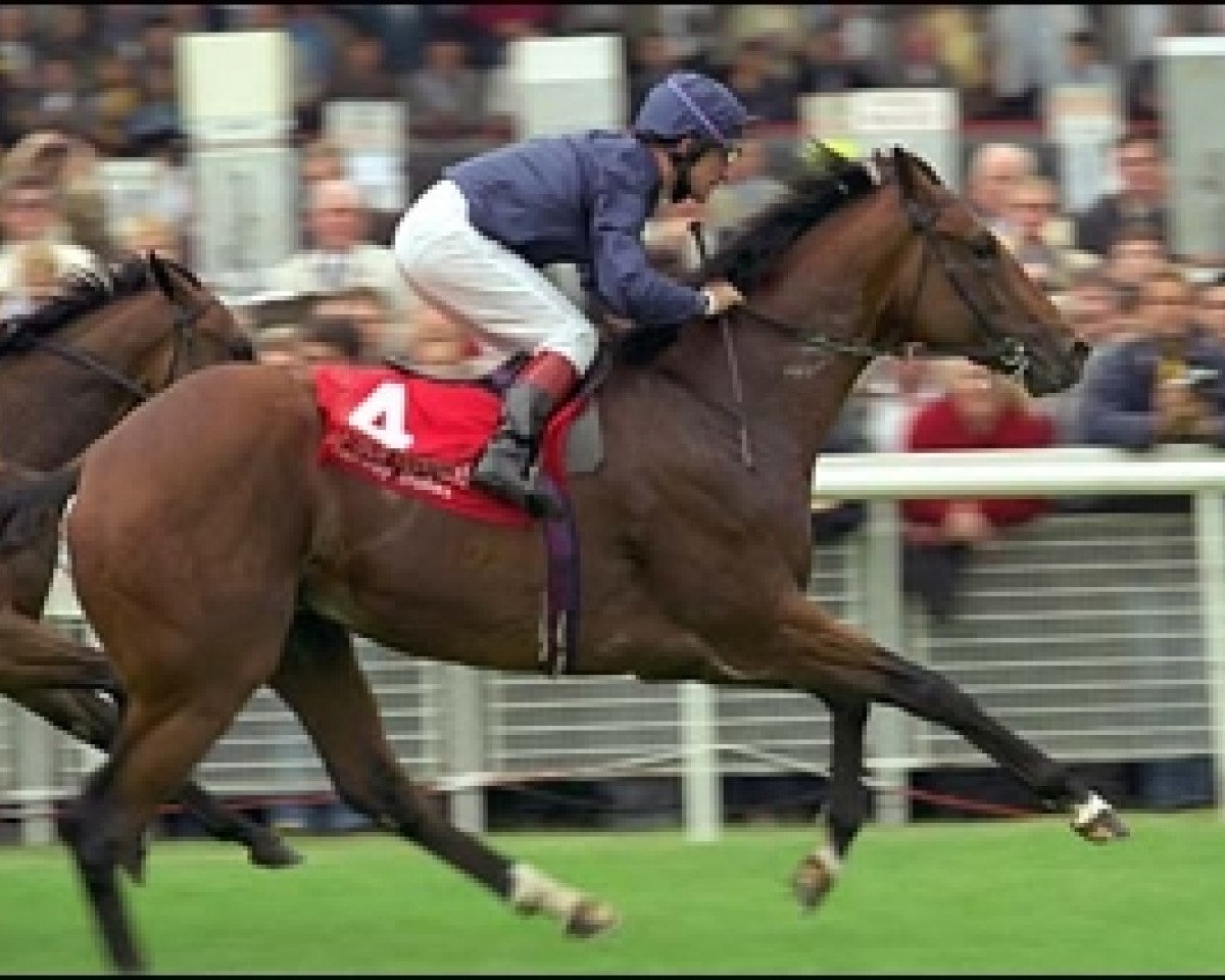 stallion King Of Kings xx (Thoroughbred, 1995, from Sadler's Wells xx)