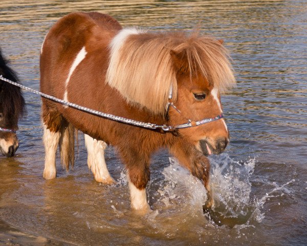 broodmare Lilly 711 (sonstiges Pony, 2001)