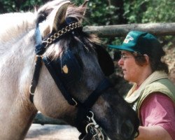 horse Susska-Sandra (Fjord Horse, 1984, from Olger F 114)