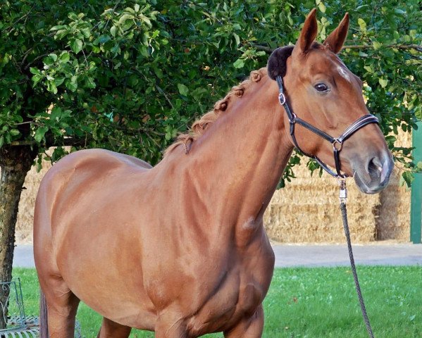 jumper GEKE Equigrip‘s Dunja (German Sport Horse, 2014, from Duke of Hearts xx)