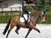 dressage horse Bon Balou 8 (Hanoverian, 2010, from Bonifatius)