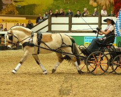 dressage horse Irino (Fjord Horse, 2003, from Ironimus)