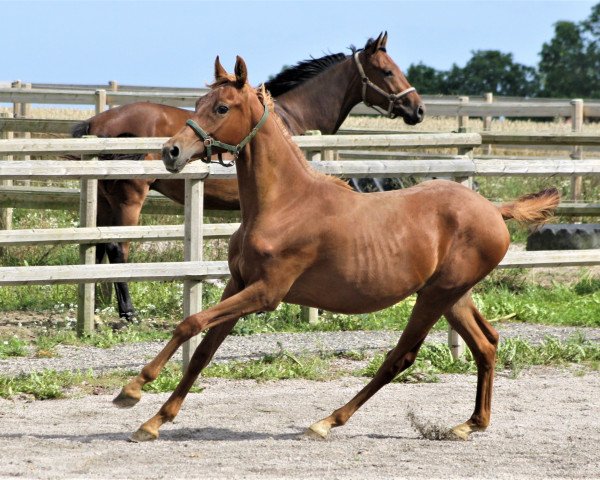 dressage horse Cliffhanger (German Riding Pony, 2018, from Clemens 71)